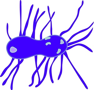 Clip Art Images Bacteria Stock Photos   Clipart Bacteria Pictures