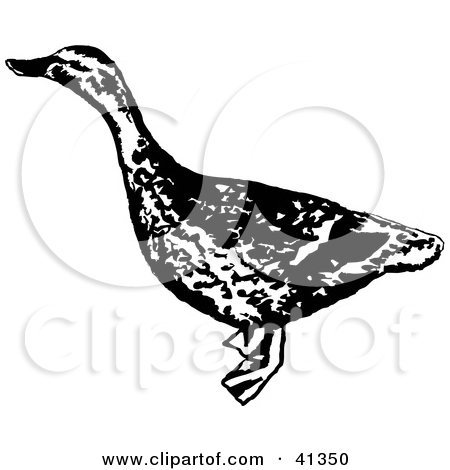 Clipart Illustration Of A Black And White Sketch Of A Female Mallard