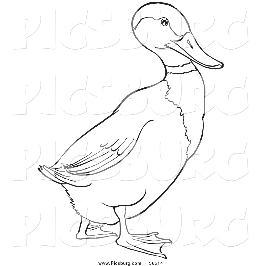     Drake Mallard Duck On Ground   Black And White Line Art By Picsburg