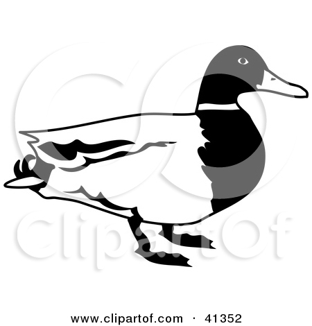  Duck Clipart Black And White 41352 Black And White Male Mallard Duck    