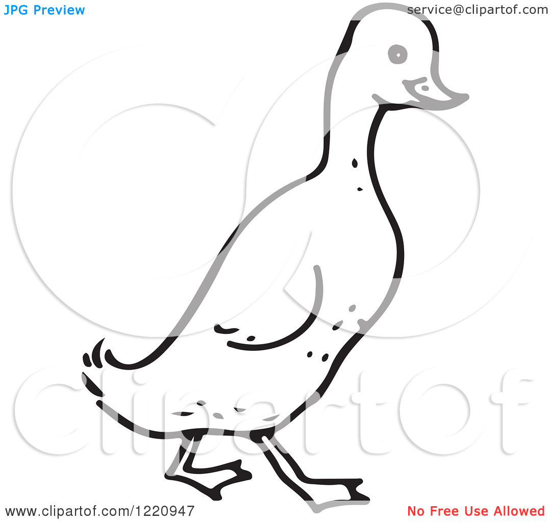 Mallard Duck Clipart Black And White Clipart Of A Black And White    