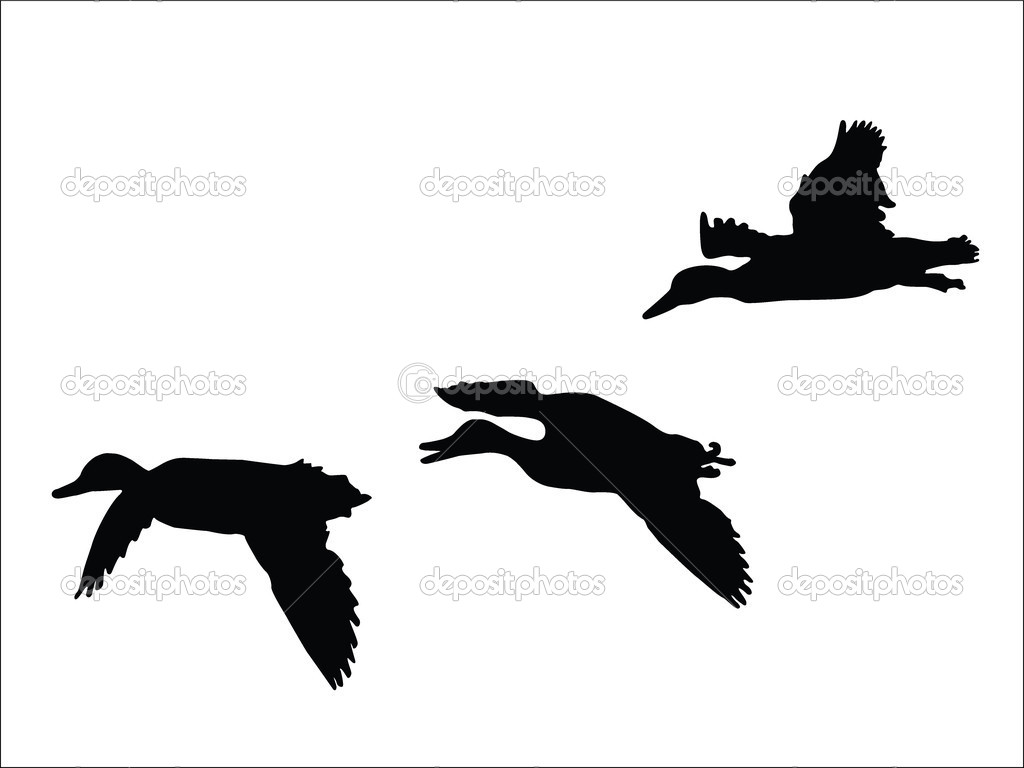 Mallard Duck Clipart Black And White Depositphotos 8143768 Flying