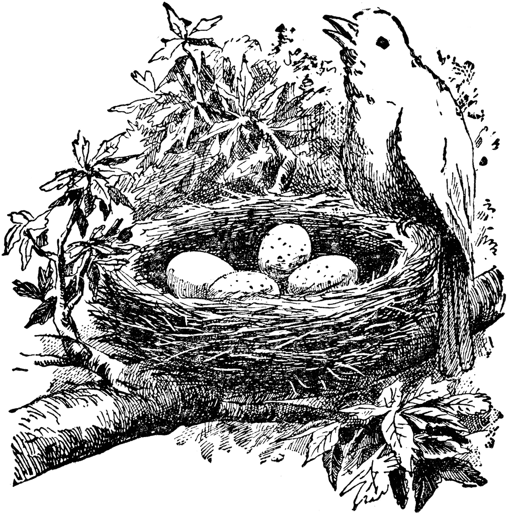 Bird And Nest   Clipart Etc