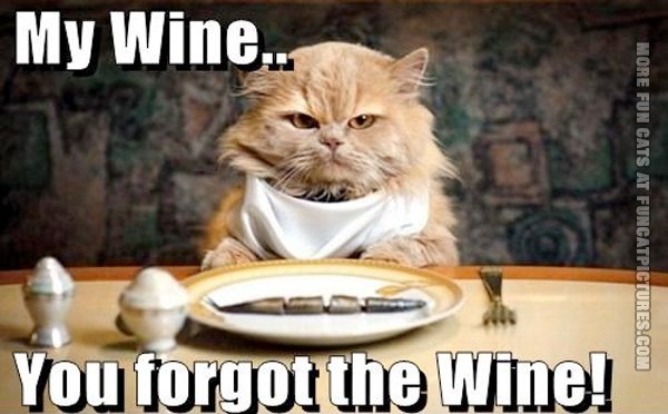 Cat At The Table Wants Wine   Fun Cat Pictures