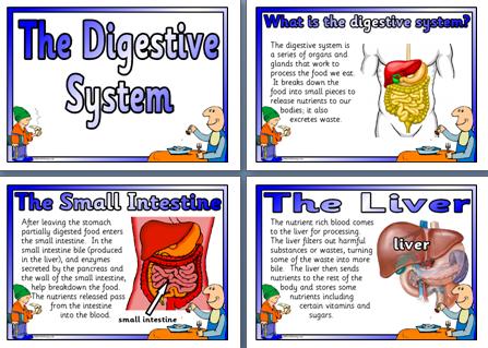 Ks2 Science Teaching Resources Posters For Classroom Display Life