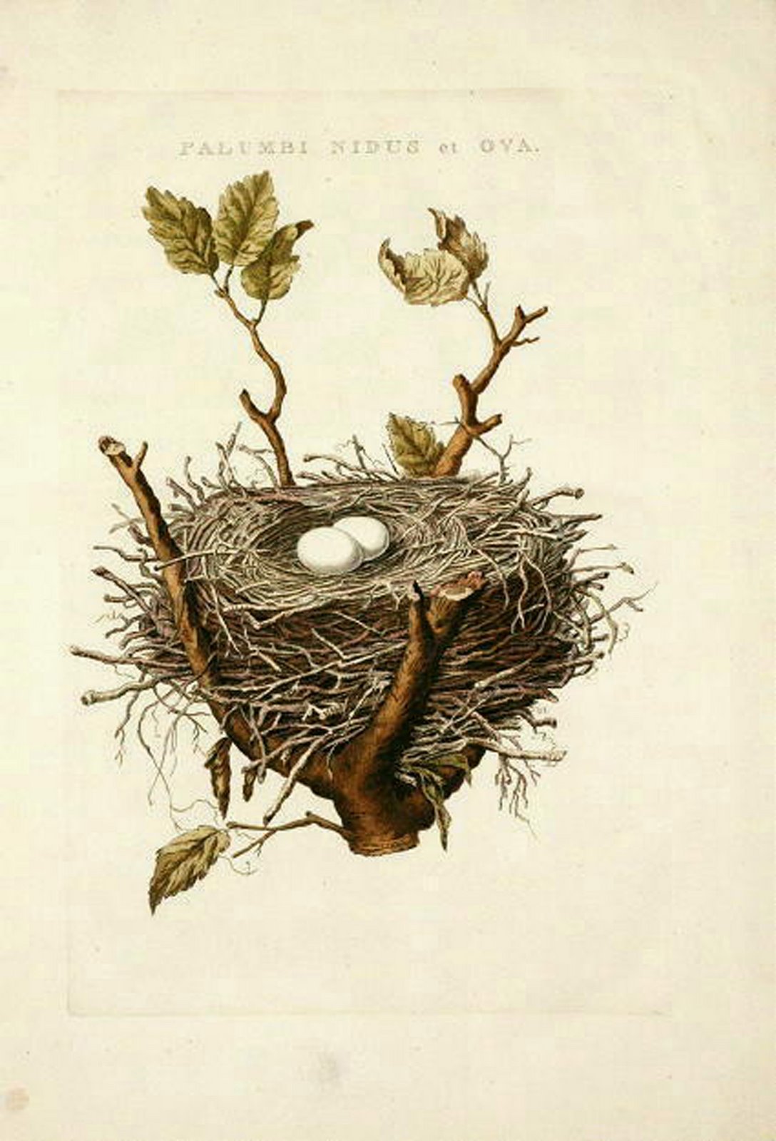 Nest With Eggs In Branches
