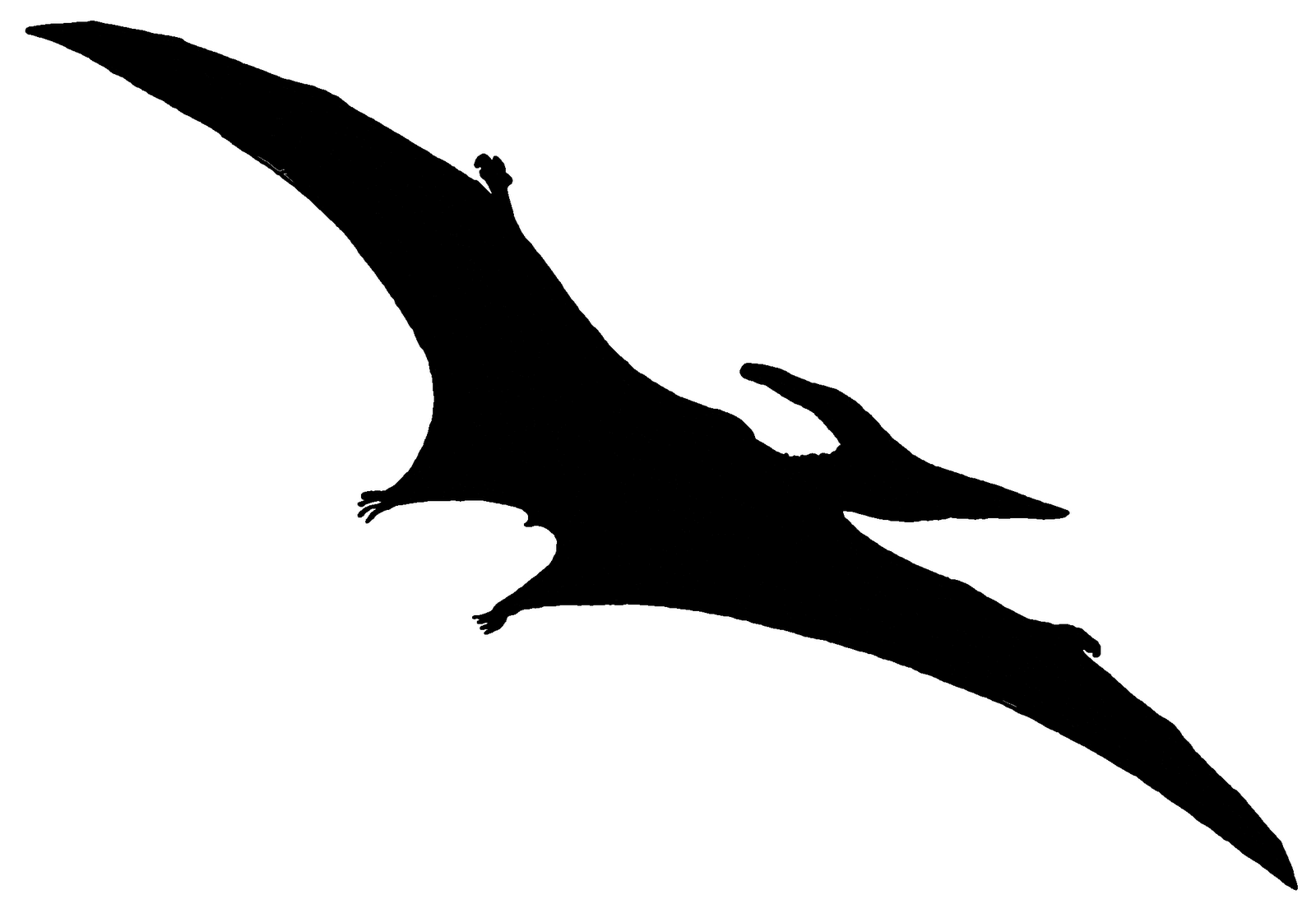 Pterodactyl Psf B   Free Images At Clker Com   Vector Clip Art Online