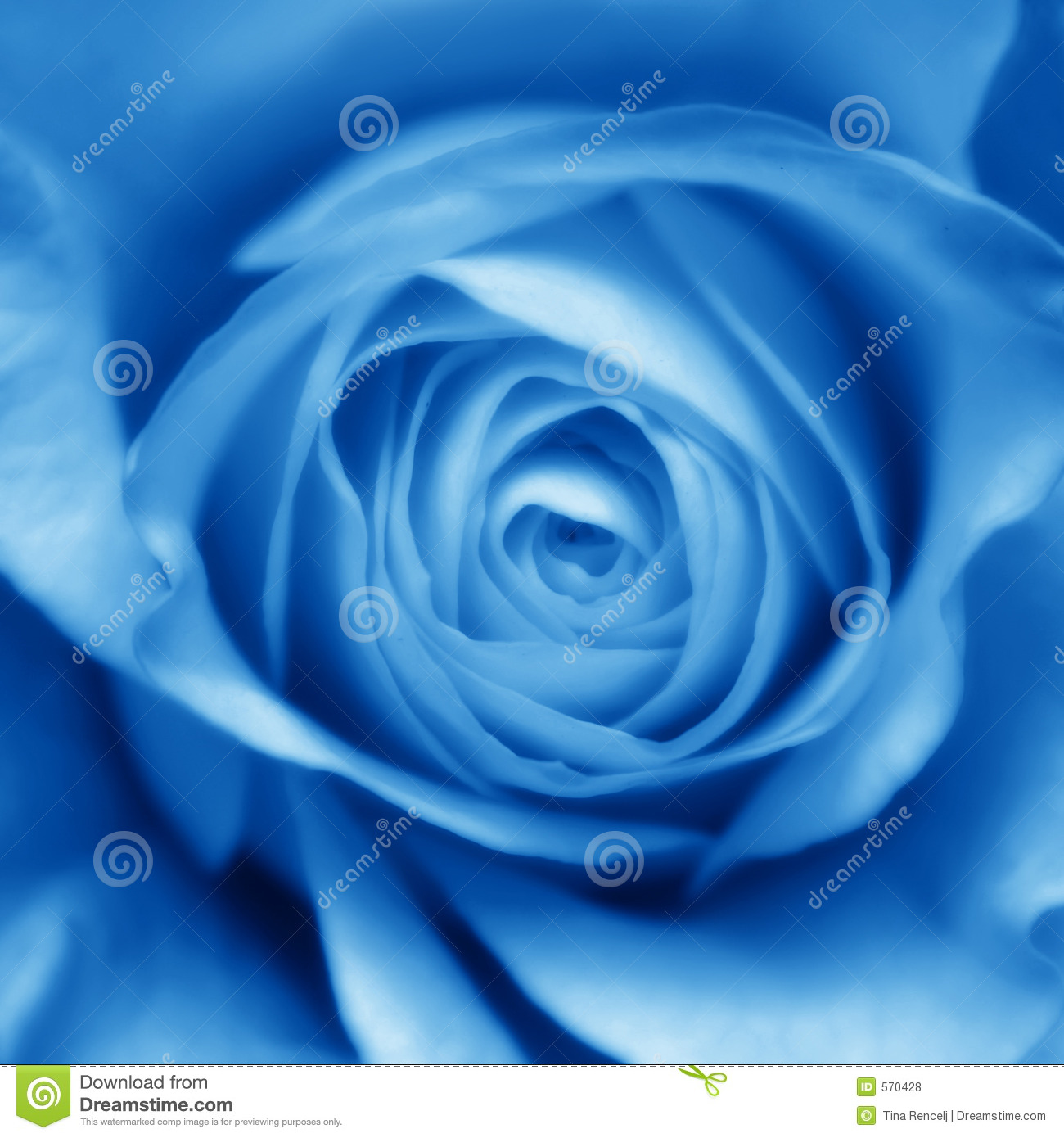 Bot O Azul De Rosa Fotos De Stock Royalty Free   Imagem  570428