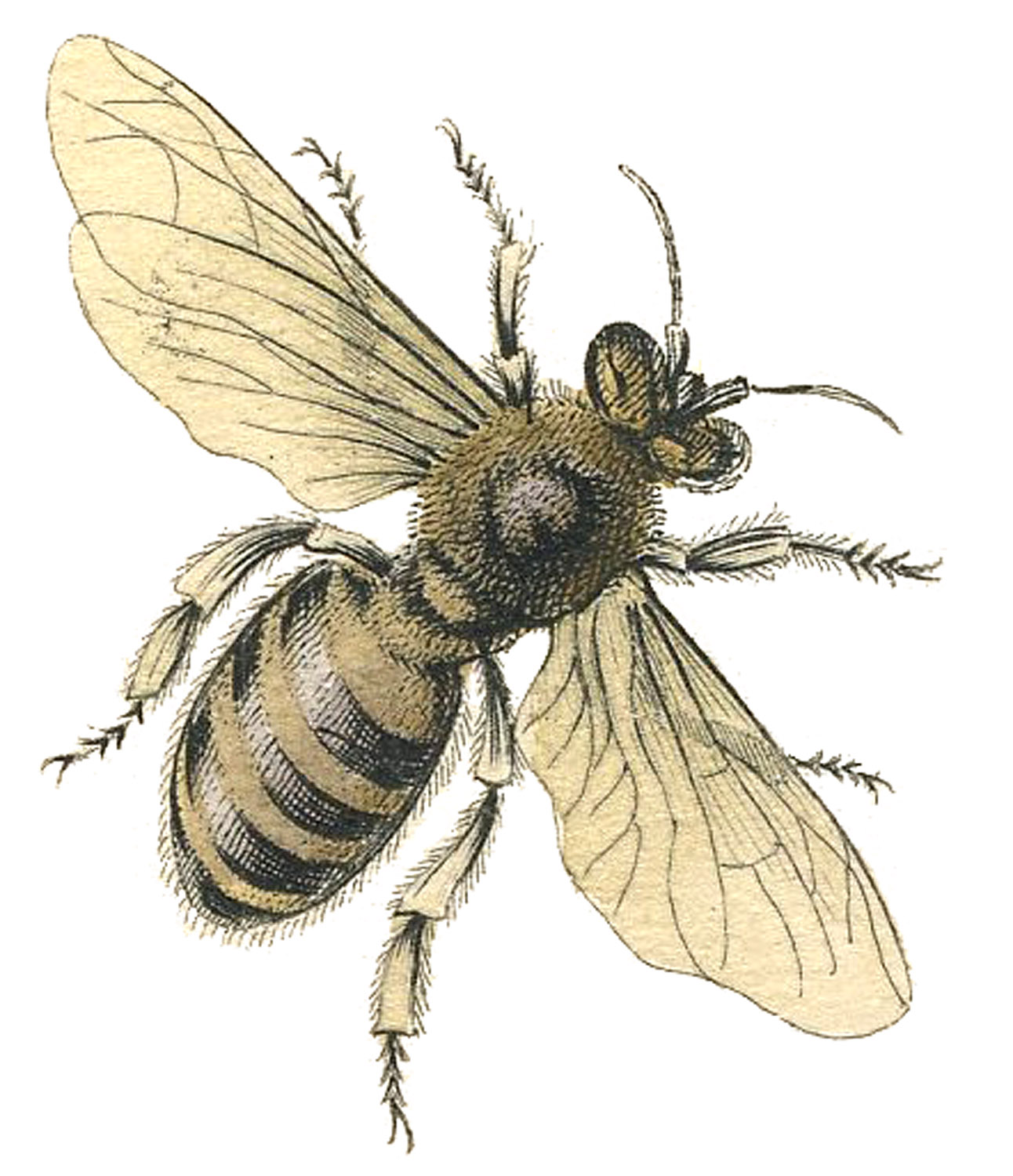 Image Of A Honey Bee This Bee Comes From A Circa 1840 Natural History