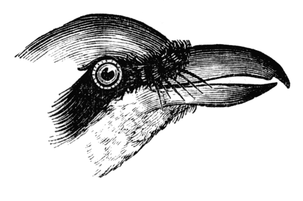 Shrike Beak   Clipart Etc