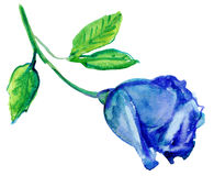 Single Blue Rose Clip Art Blue Rose In Full Bloom Stock