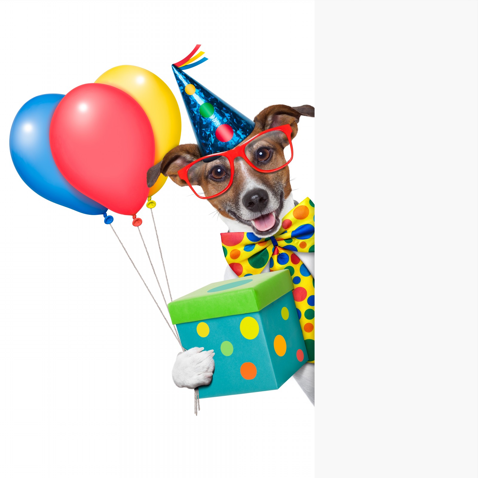 Birthday Dog With Balloons