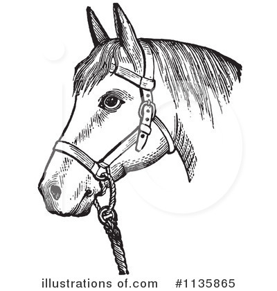Halter Horse Clip Art Horse Clipart Illustration