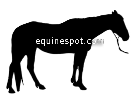 Halter Horse Silhouette Horse Clipart   Royalty Free