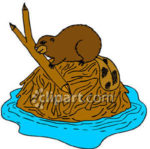 Beaver Building A Lodge   Royalty Free Clipart Picture