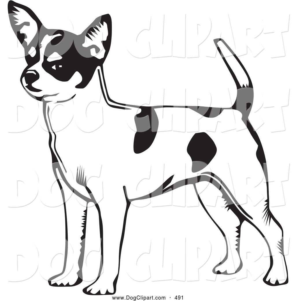 Clip Art Of A Cute And Alert Short Haired Chihuahua Dog With A Spotted    