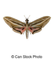 Silver Striped Hawk Moth Clip Art