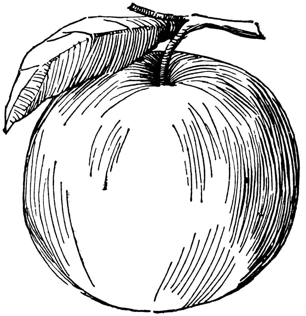 Back   Gallery For   Apple Tree Seedling Clip Art