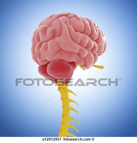 Central Nervous System Clipart Central Nervous System