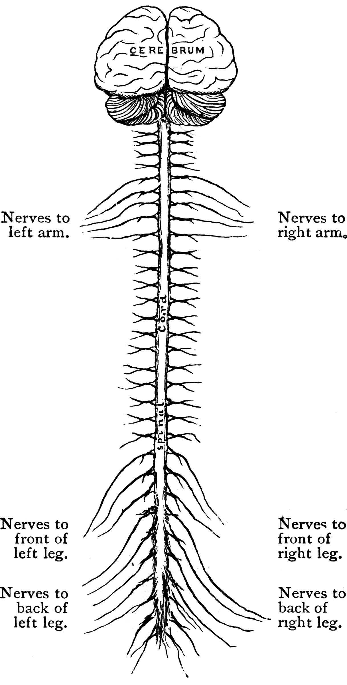 Central Nervous System   Clipart Etc