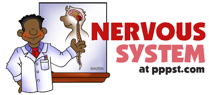 Free Powerpoint Presentations About Human Nervous System