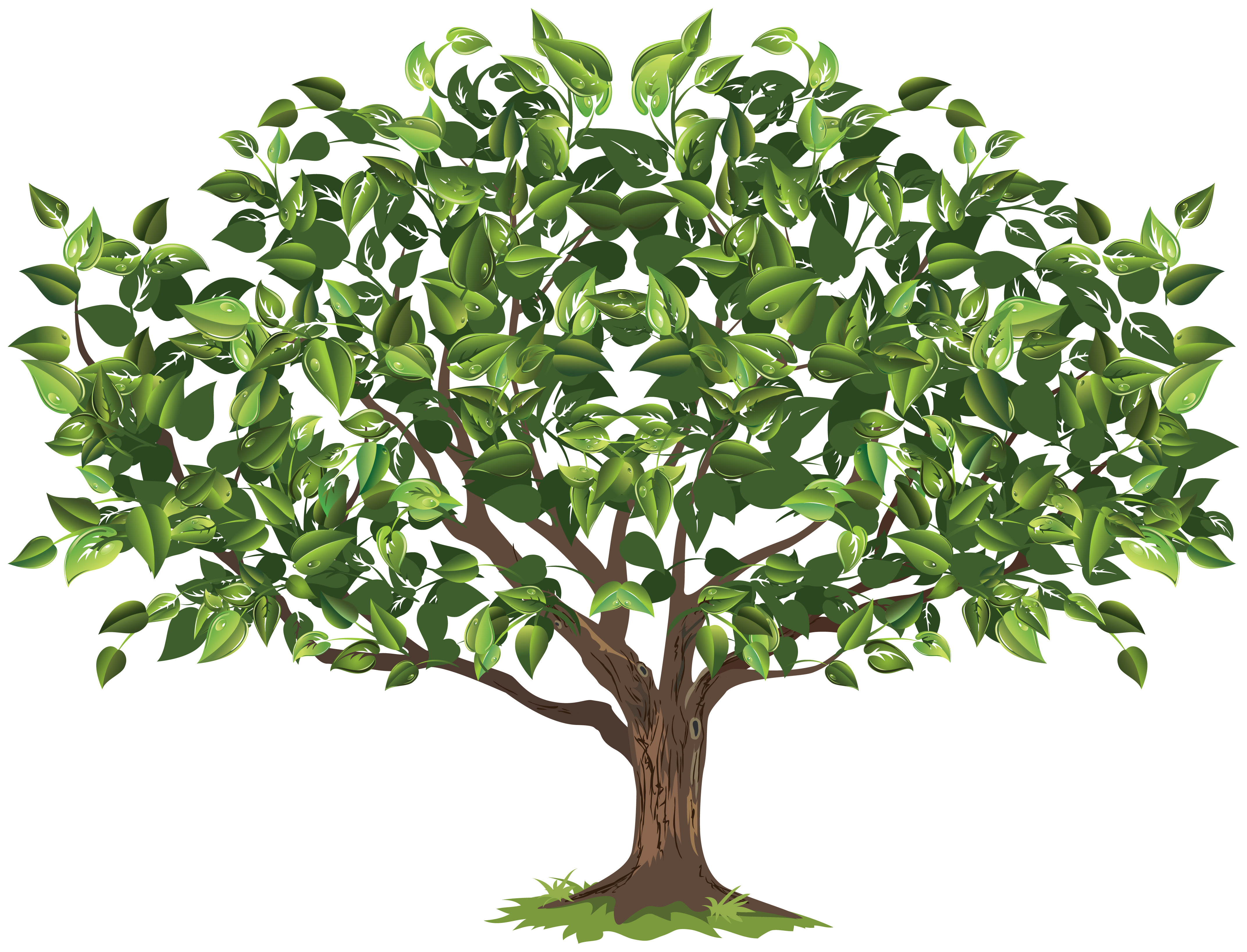 Gallery For   Apple Tree Seedling Clip Art