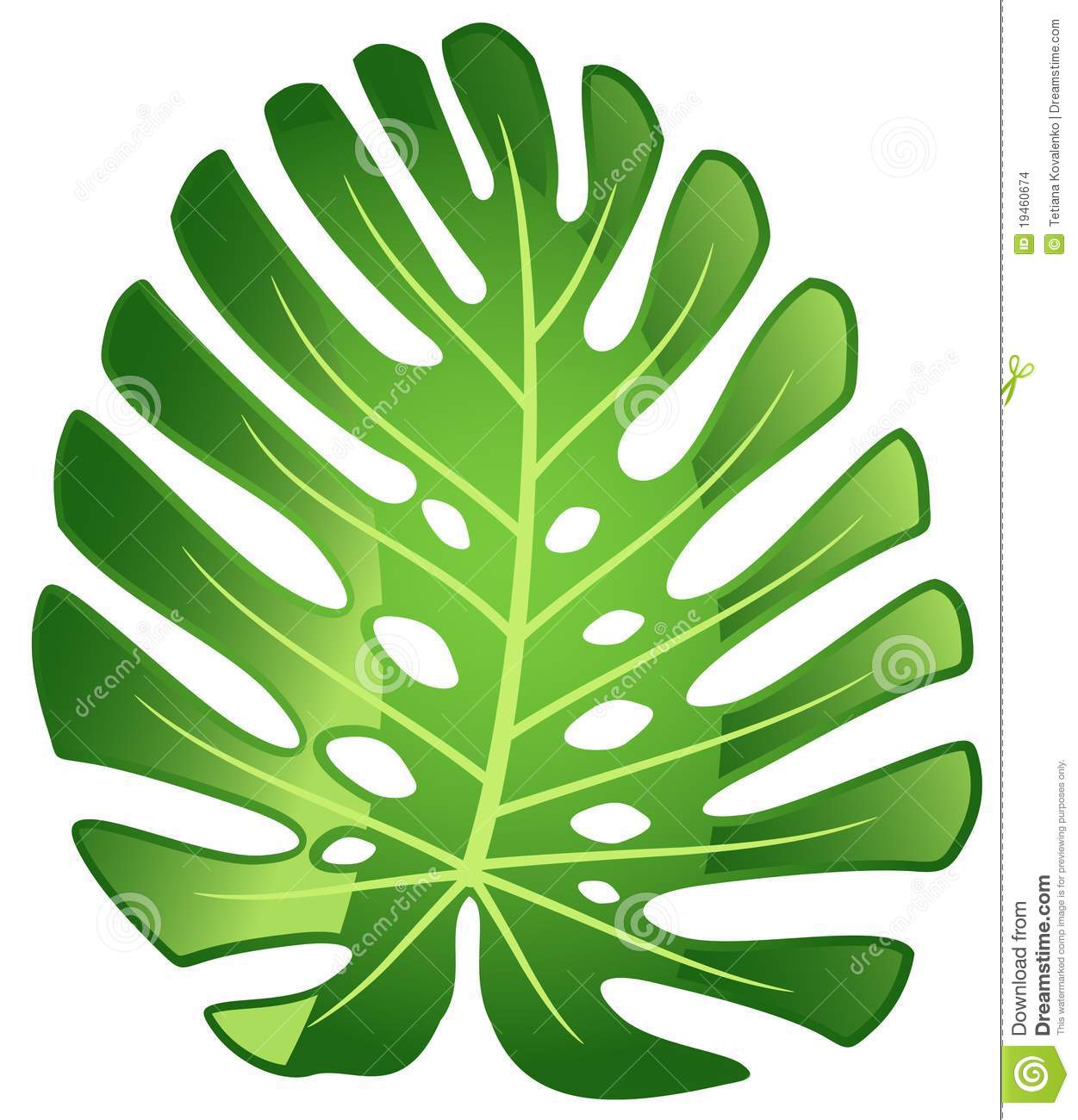 Leaf Tropical Plant   Monstera  Stock Images   Image  19460674
