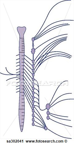Nervous System Clipart   Free Clip Art Images