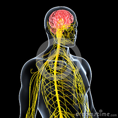 Nervous System Of Male Front Side View Royalty Free Stock Photos