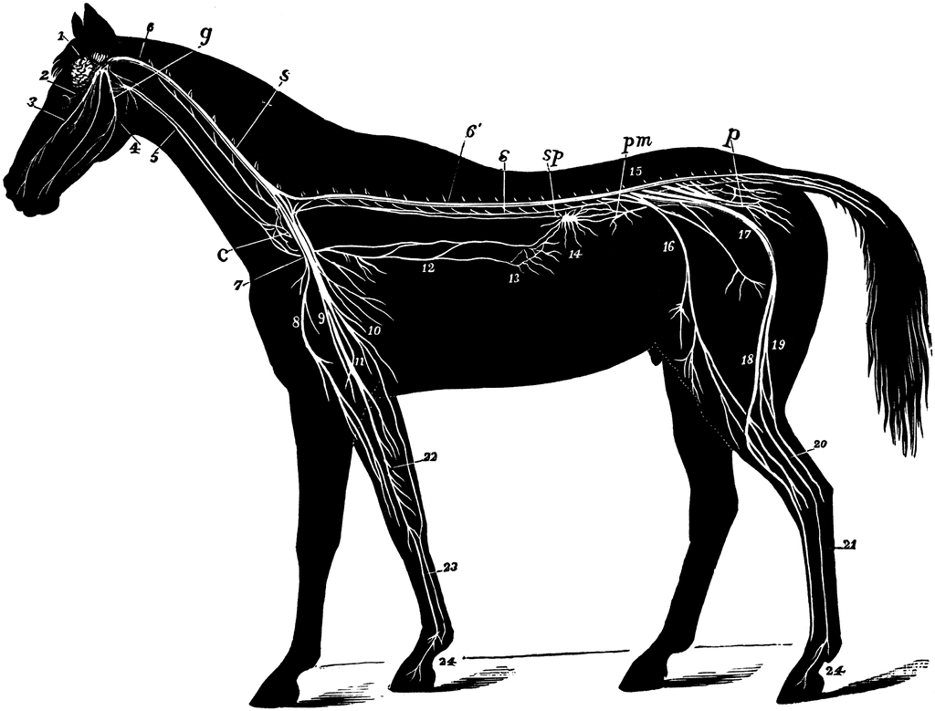 Nervous System Of The Horse   Clipart Etc