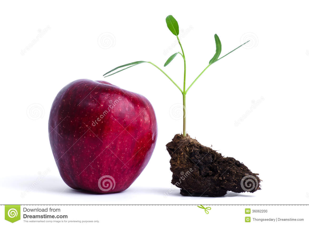 Red Apple And Seedling Stock Photo   Image  36062200