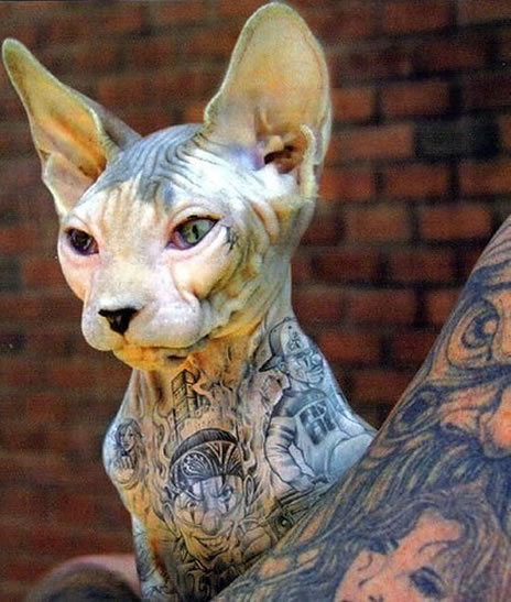Sphynx Cat Pictures Information