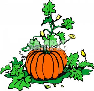     Of A Pumpkin Growing In A Pumpkin Patch   Royalty Free Clipart Picture