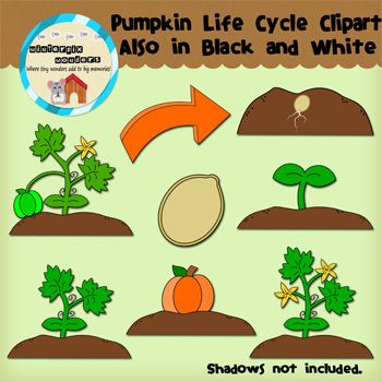 Pumpkin Life Cycle Clipart   Plants  Lifecycles  Pumpkin  Seeds