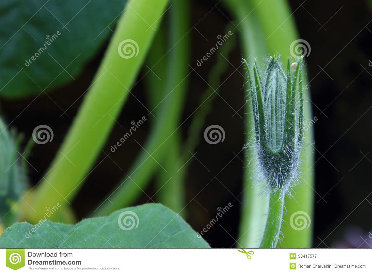 Pumpkin Plant Royalty Free Stock Photography   Image  33417577