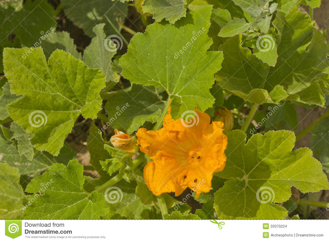 Pumpkin Plant Stock Images   Image  33370224