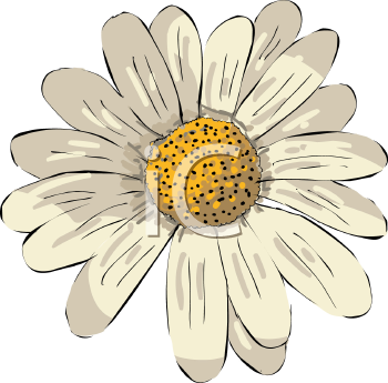 Royalty Free Clip Art Image  White And Yellow Daisy