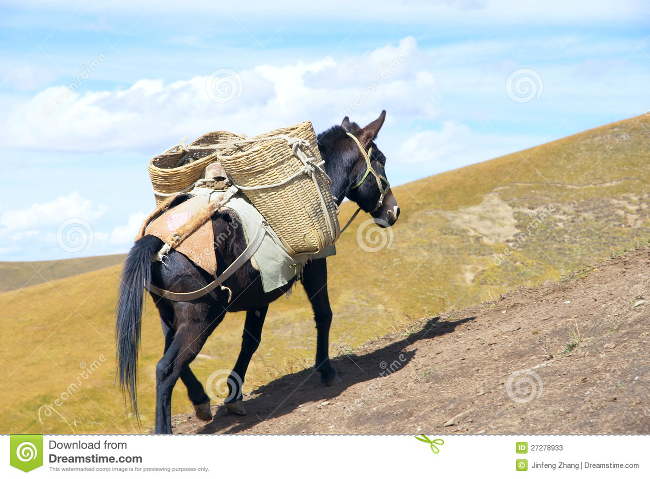 The Horse Is Carrying Goods In Ruoergai Mountains In Sichuan China 