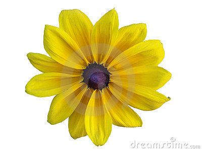 Yellow Daisy Clipart Yellow Daisy  Rudbeckia Hirta