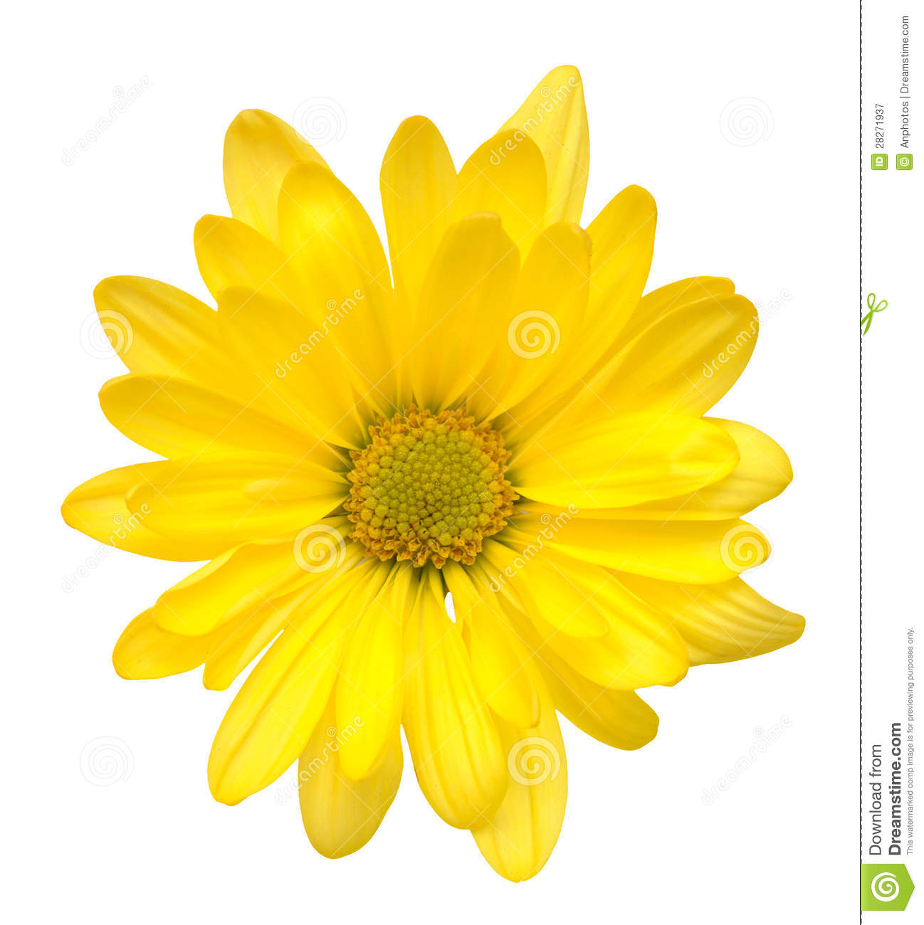 Yellow Daisy Flower Clip Art Yellow Daisy Flower Clip Art