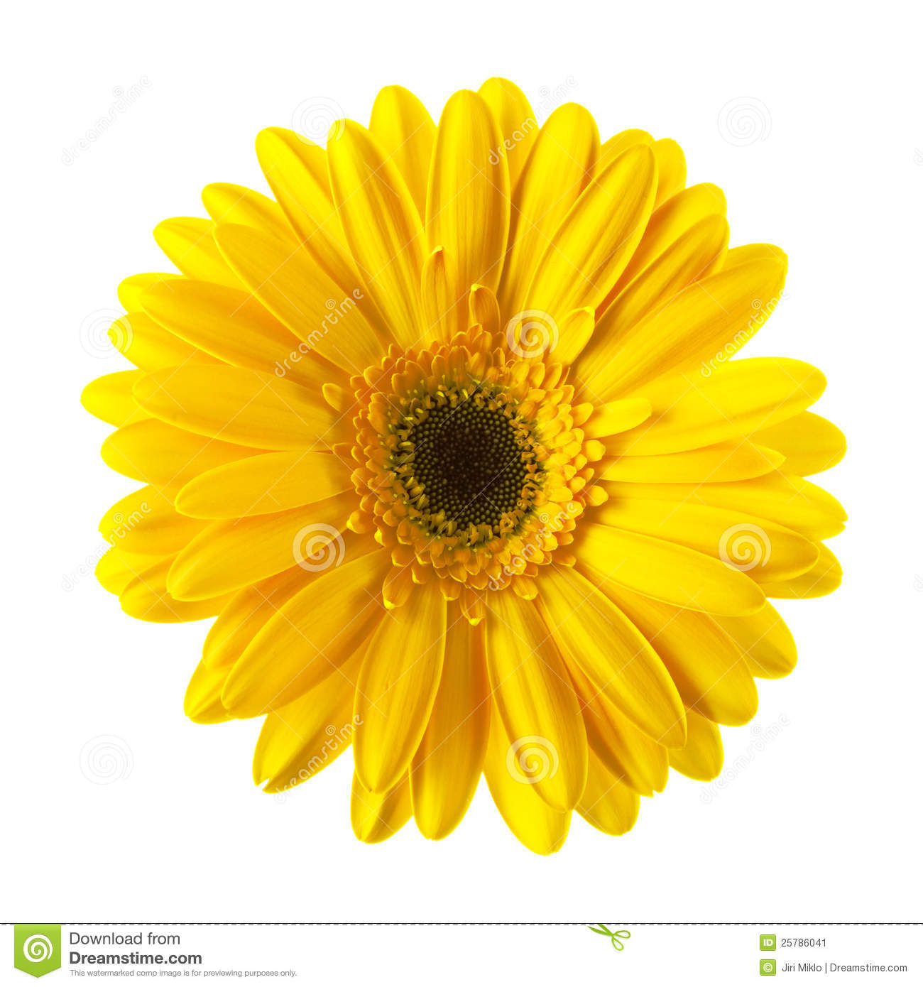 Yellow Daisy Flower Isolated Stock Image   Image  25786041