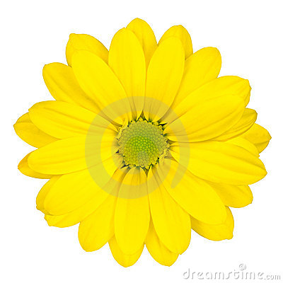 Yellow Daisy Flower With Green Center Isolated Stock Image   Image