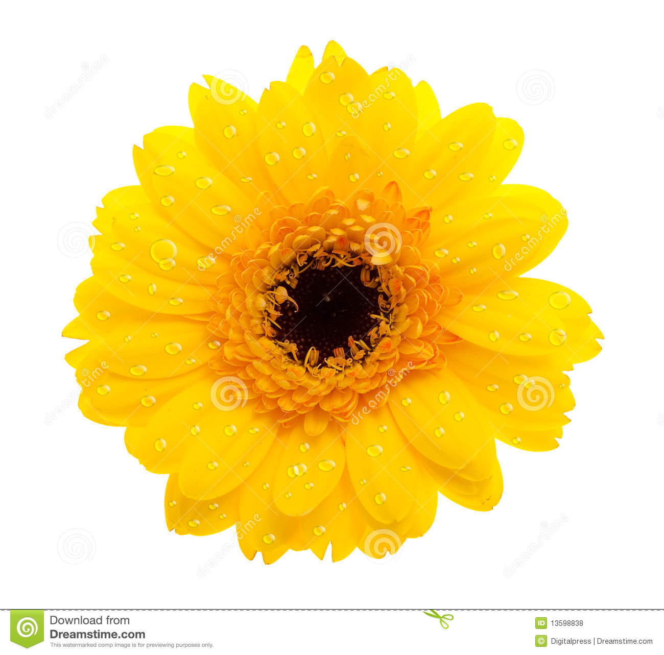 Yellow Daisy Flower With Waterdrops Close Up Against White Background