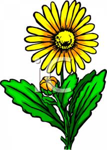 Yellow Daisy   Royalty Free Clipart Picture