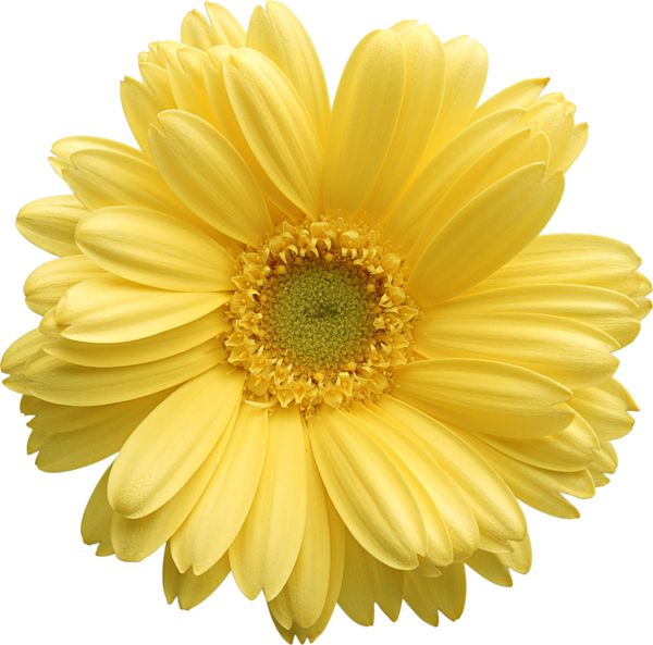 Yellow Gerber Daisy Clipart   Scrapbooking Flower Embellishments   Pi