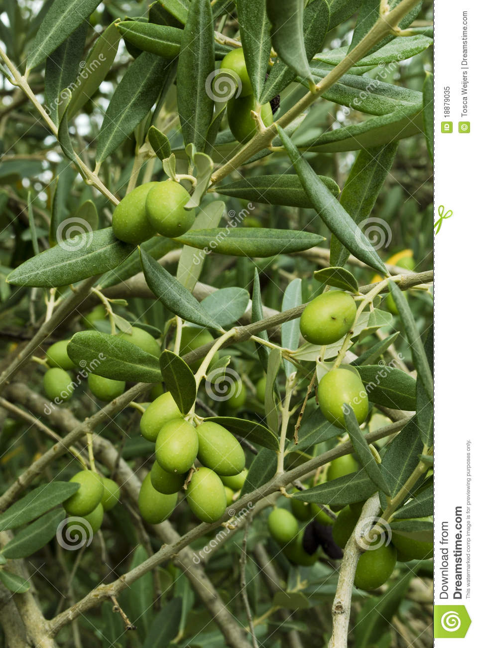 Branches Of Olives Ready To Be Harvested In Late October