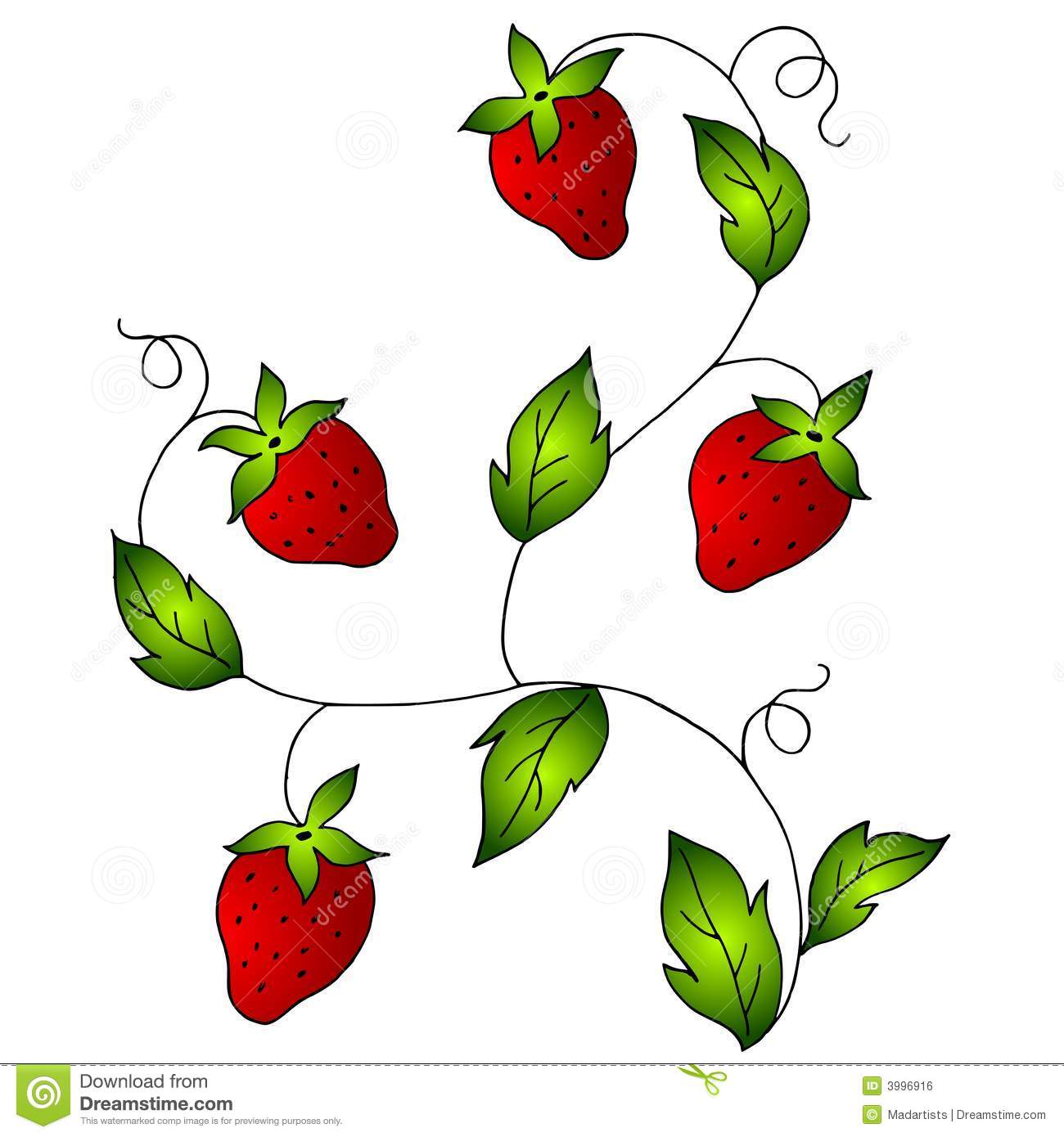 Bright Red Strawberries On Vine Royalty Free Stock Image   Image    