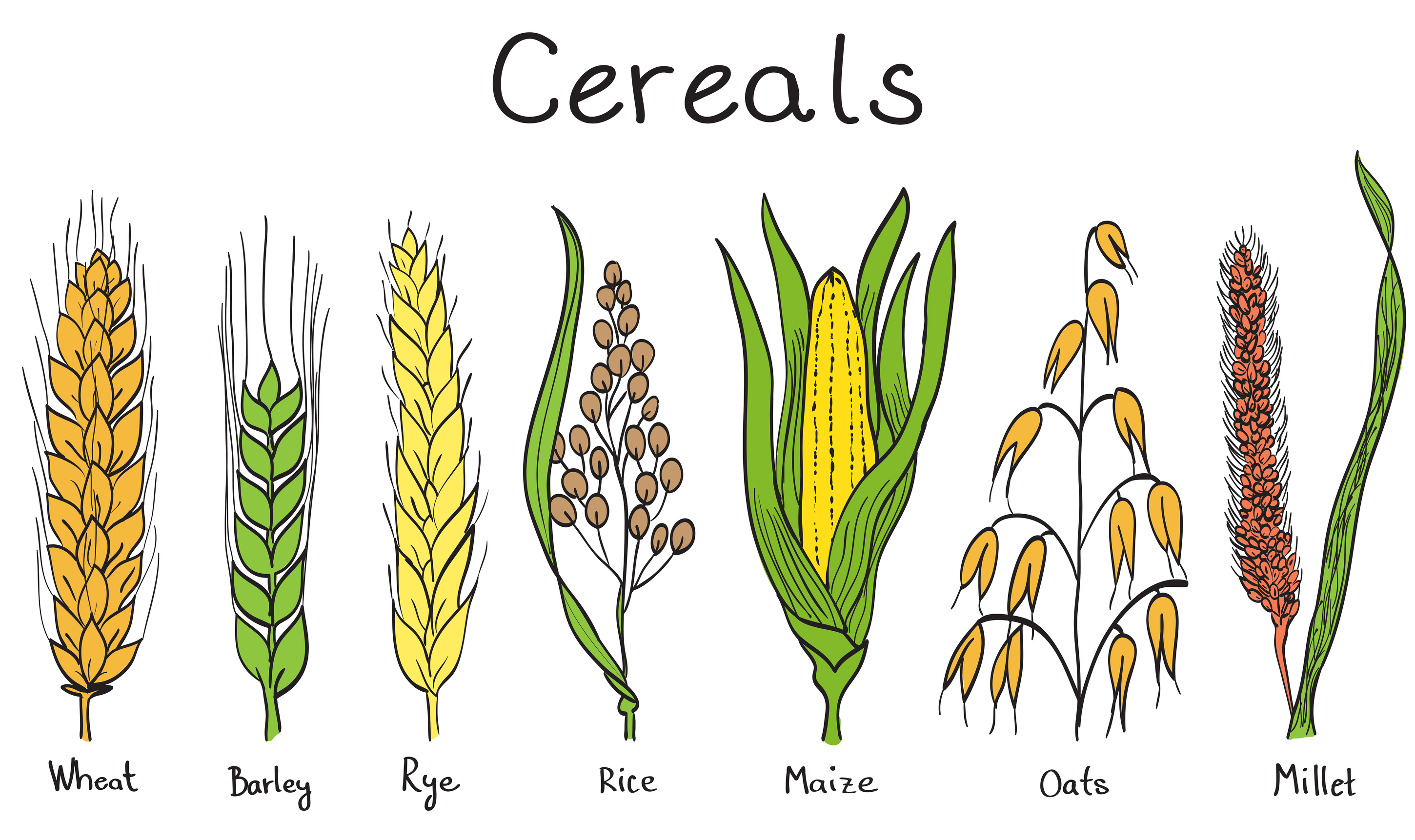 Here Are Some Of The Most Important Cereals Grown And Eaten Around The