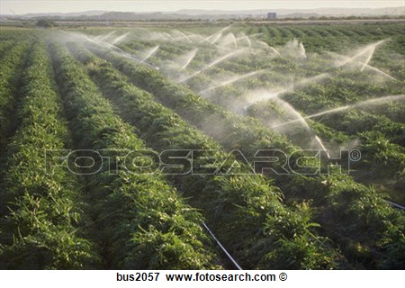 Picture   Irrigating Crops  Fotosearch   Search Stock Photography