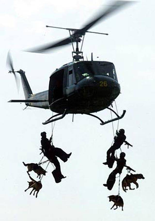 The Dogs Of The Navy Seals   Navy Seals